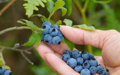 Auto-cueillette de petits fruits au Saguenay